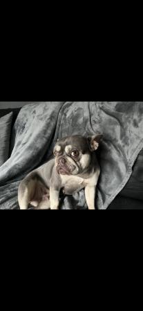Image 1 of Female French bull dog for sale