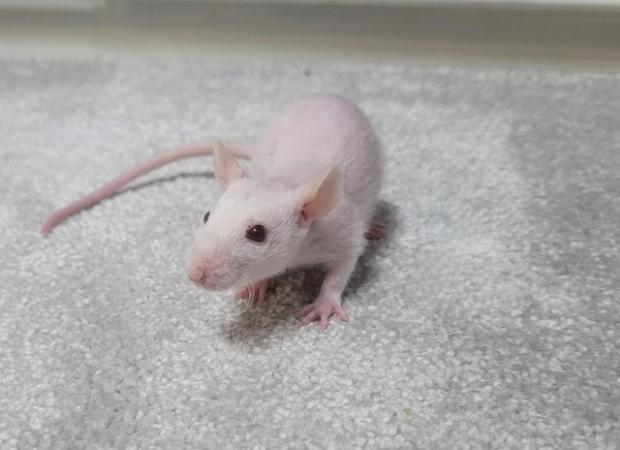 Image 6 of Baby straight hair and double rex male siamese rats