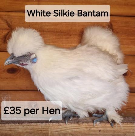 Image 5 of POL Hybrid Hens & Pure Breed Bantams for sale
