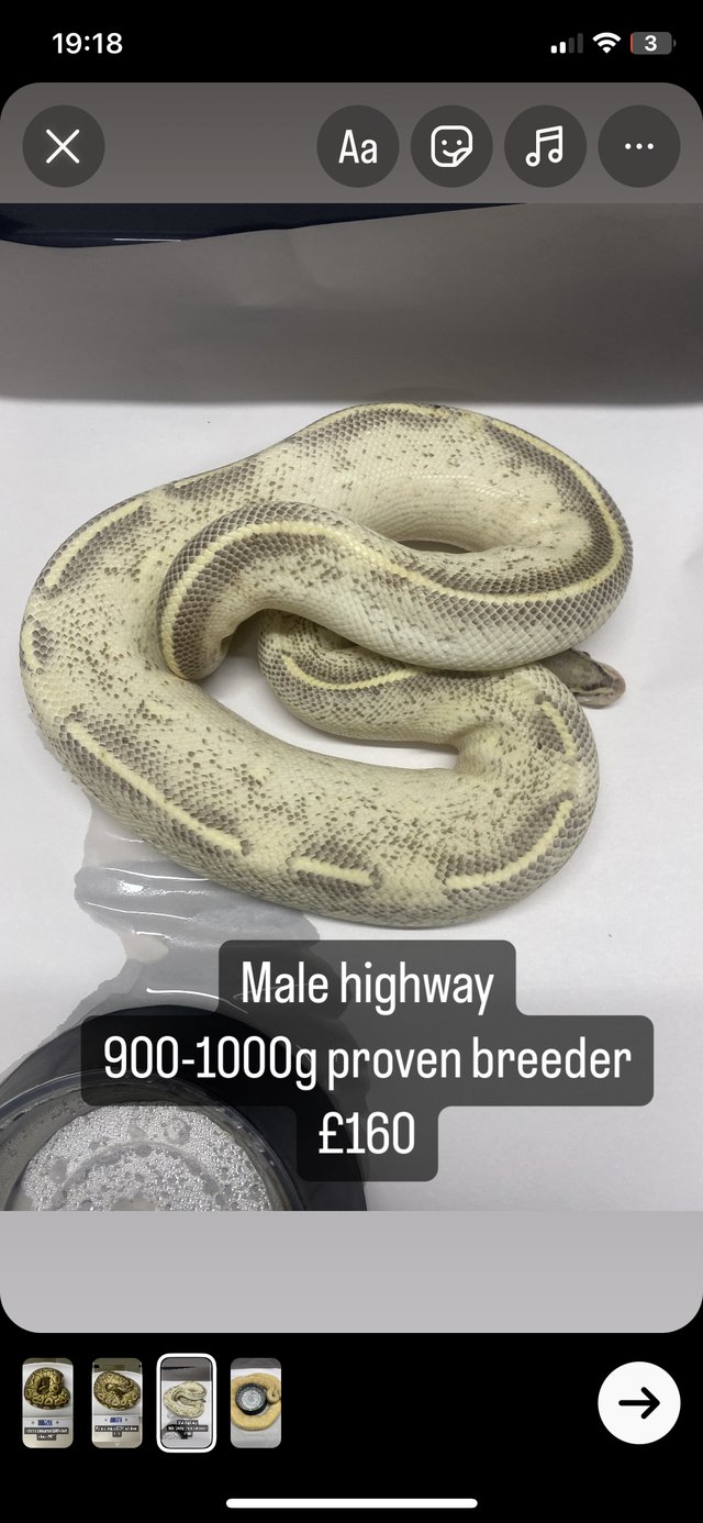 Preview of the first image of Male highway proven breeder royal python.