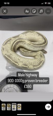 Image 1 of Male highway proven breeder royal python