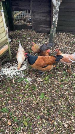 Image 1 of Large fowl and bantam hens available