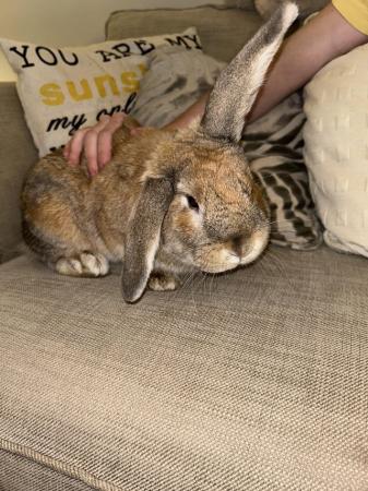 Image 3 of Giant French lop x house rabbit looking for a new home
