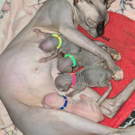 Image 2 of ** Blue Mink Sphynx Boy available ** READY TO LEAVE