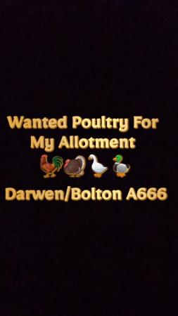 Image 1 of Wanted All Poultry For My Allotment