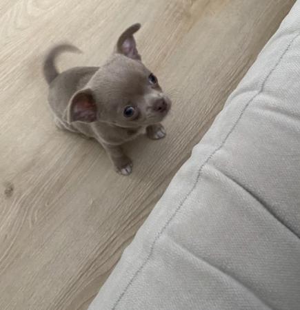 Image 10 of Chihuahua puppy ready now