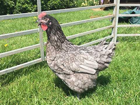Image 3 of POL......Chickens for sale...available now..Vaccinated.....