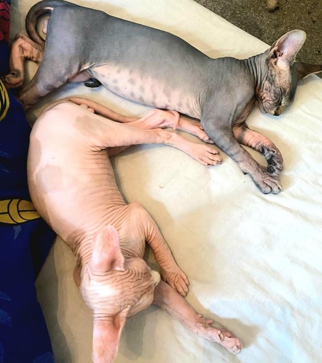 Preview of the first image of 2 Sphynx boys / Ready to go.