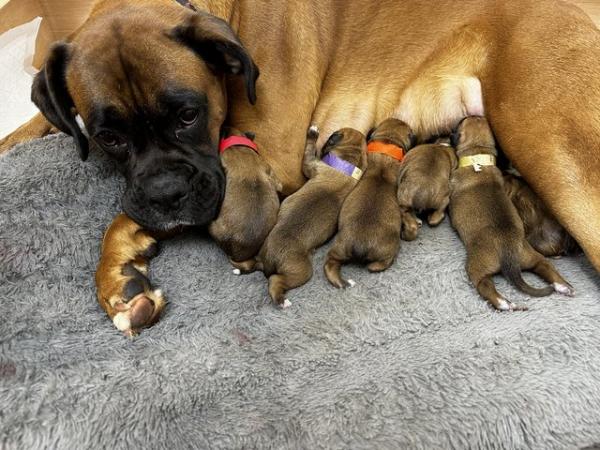 Image 8 of 2 Kc registered Boxer puppies