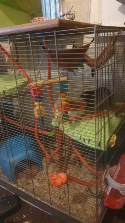 Image 3 of 2x male rats with setup, bedding and food.