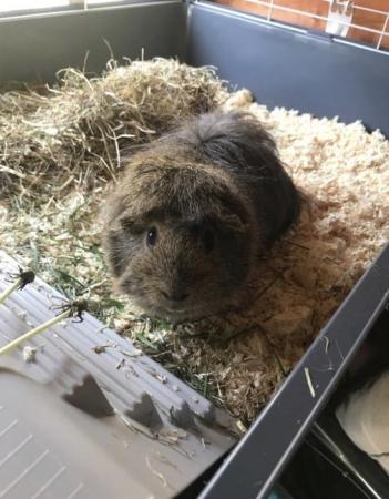 Image 3 of 2 year old Guinea pig boy with outdoor and indoor house