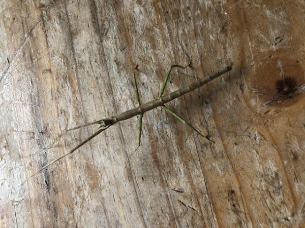 Image 2 of Rare Annan stick insects for sale