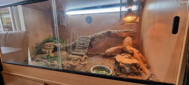 Image 5 of Bearded Dragon. 4 ft Viv and stand.