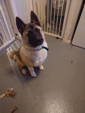 Image 7 of 7 month old male akita puppy
