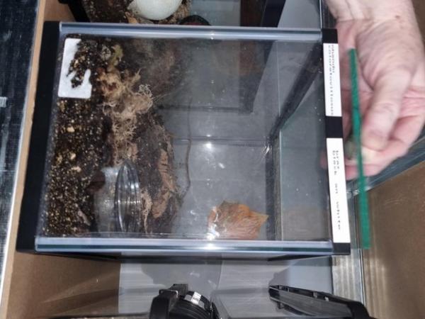 Image 1 of tarrantula collection for sale