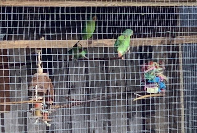 Image 5 of Swift parakeets unrelated pair dna tested