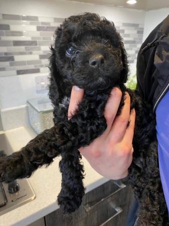 Image 16 of Gorgeous cavapoos from DNA tested parents