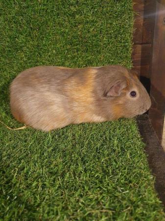 Image 16 of Guinea pigs males and females