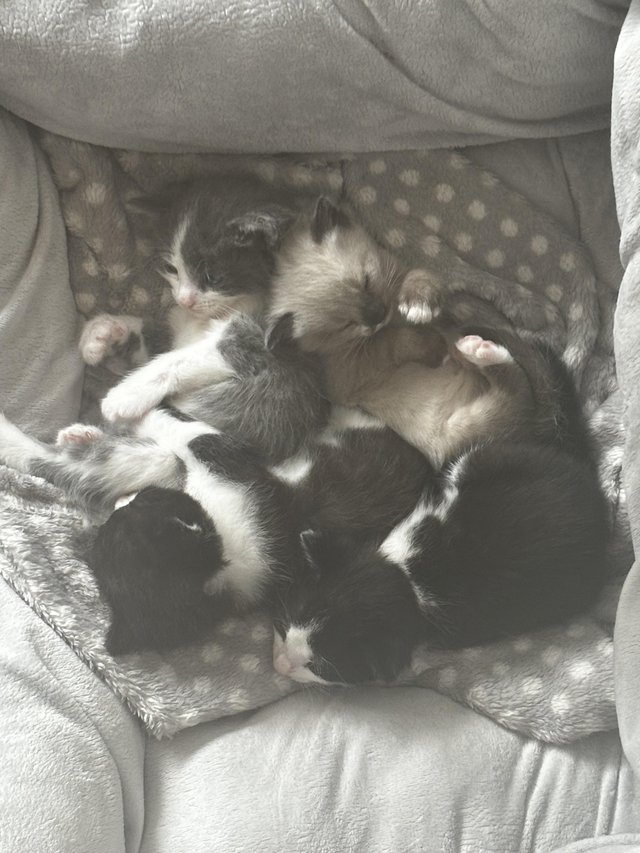 Preview of the first image of 9 week old kittens ready for adoption.