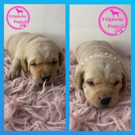Image 2 of **PRICE REDUCED** KC Reg Yellow Labrador Boy Puppies