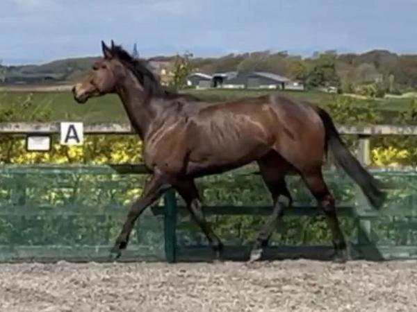 Image 1 of 15.2 project Tb mare ready for retraining