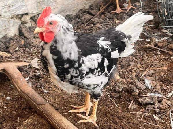Image 2 of 5x Pure Exchequer leghorn cockerels for sale