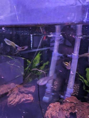 Image 3 of Endler Guppies, male or female available. 10 for £10