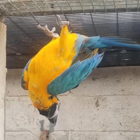 Image 5 of Blue and gold male macaw for sale