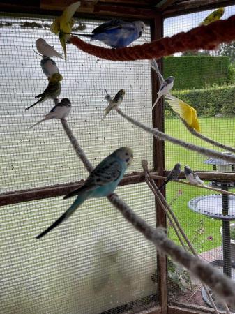 Image 5 of Budgies from family AveryDifferent Colours Available