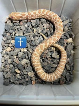 Image 2 of Hognose snake albino arctic male and female