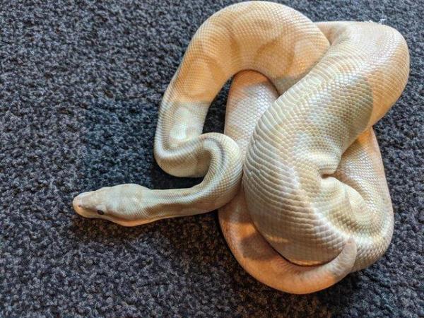 Image 4 of Ball Python CB17 (Pastel, Enchi, Ghost, Coral Glow)