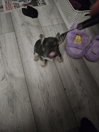 Image 3 of French bulldog Ready for there ***** home