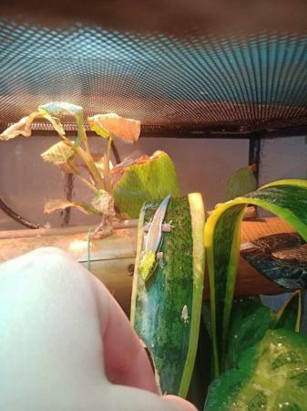 Image 1 of Young Male Day Gecko looking for permanent home