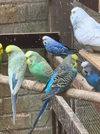 Image 3 of Cute cuddly Tame budgies Peterborough