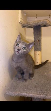 Image 2 of 6 Full pedigree russian blue kittens. GCCF registered.