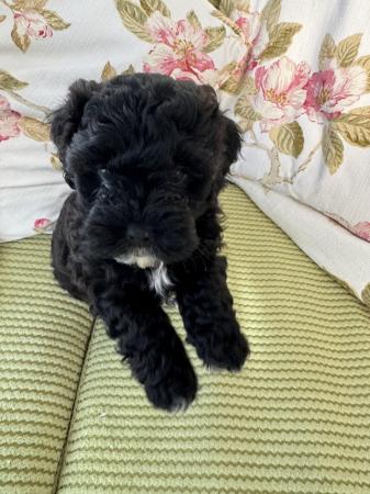 Image 11 of Shihpoo puppy 1 boy left, loving home wanted now sold
