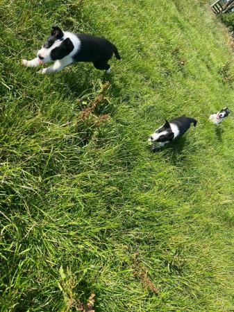 Image 4 of 8 week old Border Collie Puppies
