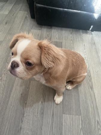 Image 2 of Fluffy French bulldog for sale