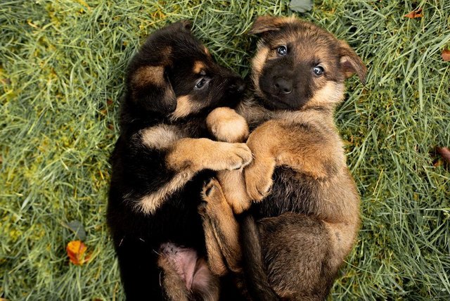 Preview of the first image of German shepherd puppies ready 13th april.