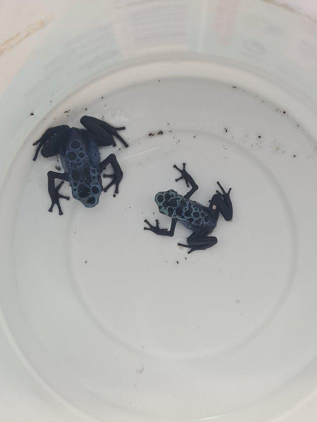 Preview of the first image of Dart frogs, ranitomeya virabilis southern and dendrobates Az.