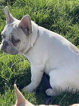 Image 6 of KC REGISTERED TRUE TO TYPE FRENCH BULLDOG PUPPY BOY