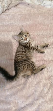 Image 8 of ReDy now 3 lovely tabby kittens 2 boys and 1 girl