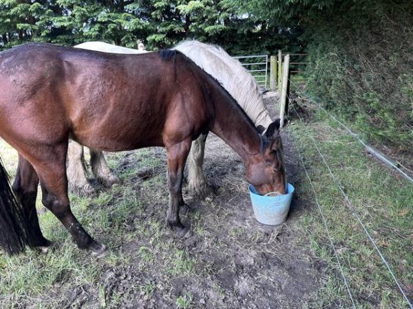 Image 1 of 4yr old gelding for sale