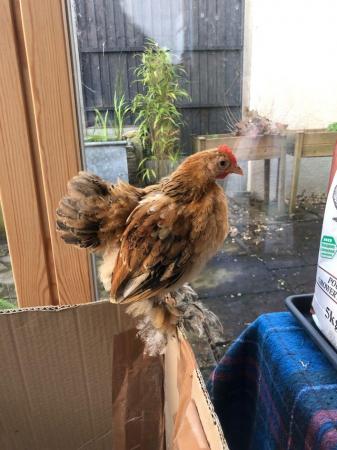 Image 1 of Pekin Bantam male chicken, 8 week old - free to a good home