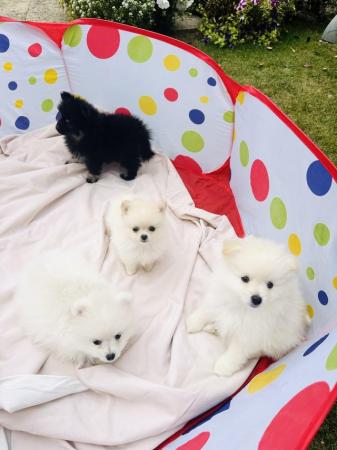 Image 7 of Pomeranian puppies for sale