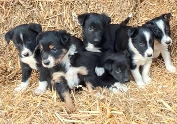Preview of the first image of 6 Beautiful Border Collie Puppies.