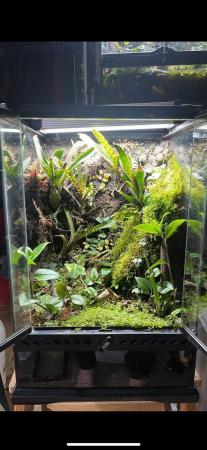Image 3 of Bioactive vivarium can come baby mourning geckos