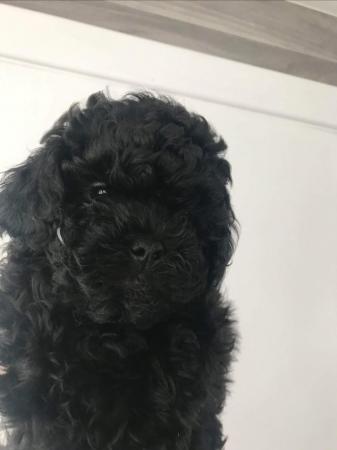 Image 8 of Toy poodle puppies, 5 puppies ready to leave 7th June