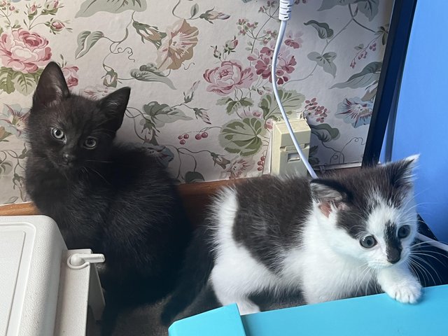 Preview of the first image of Two kittens in need of new quite home.