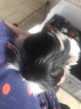 Image 5 of Make and female Guinea pigs looking for loving homes